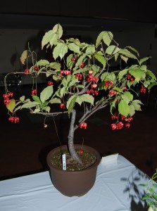 会津植物愛好会