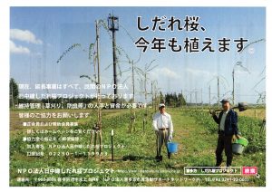しだれ桜
